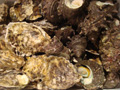 岩牡蛎